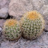 Ferocactus diguetii ssp. carmenensis BC, Mexico ©C.Assalit.jpg